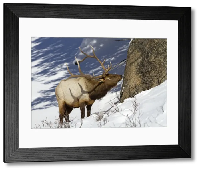 Framed Print : Picture No. 10895177 Framed Print : Picture No. 10895177