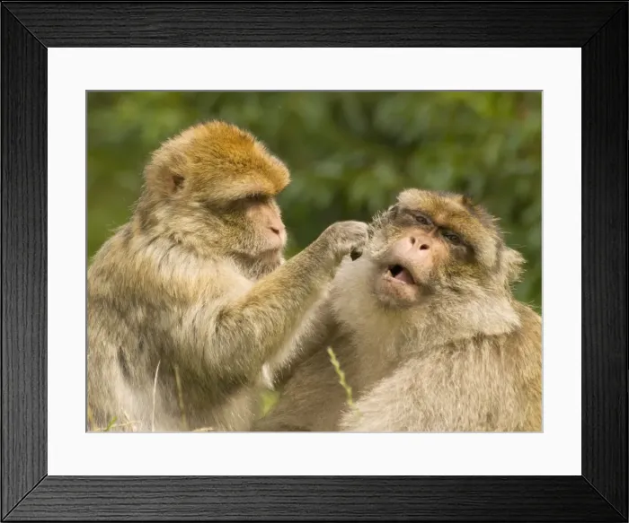 Framed Print : Picture No. 10895200 Framed Print : Picture No. 10895200