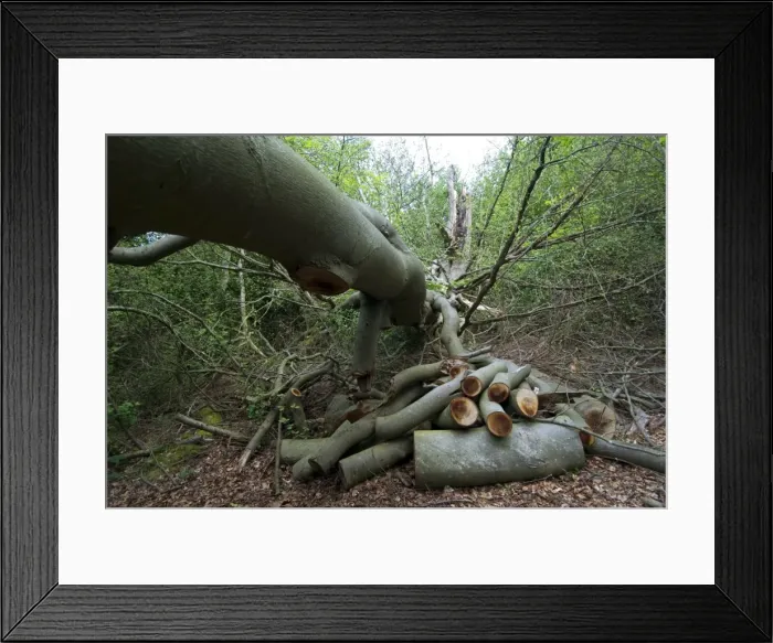 Framed Print : Picture No. 10895209 Framed Print : Picture No. 10895209