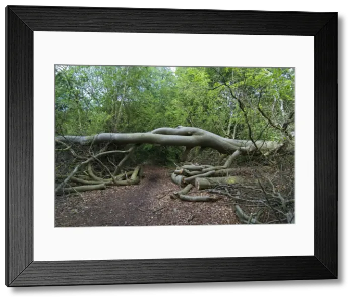 Framed Print : Picture No. 10895210 Framed Print : Picture No. 10895210