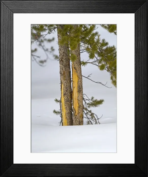 Framed Print : Picture No. 10895199 Framed Print : Picture No. 10895199