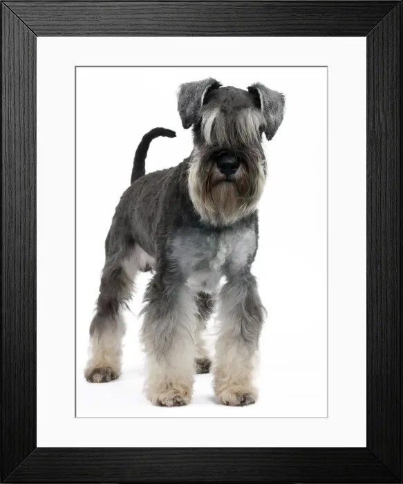 Framed Print : Picture No. 10895222 Framed Print : Picture No. 10895222