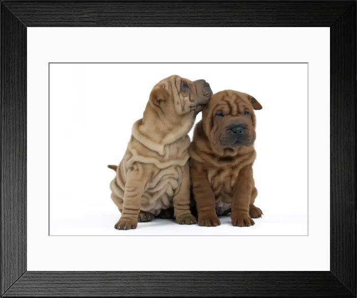Framed Print : Picture No. 10895228 Framed Print : Picture No. 10895228