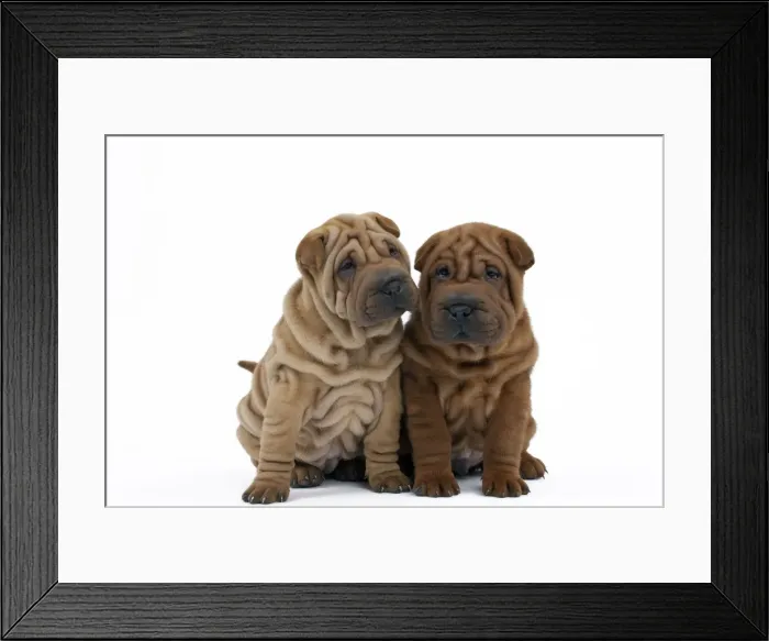 Framed Print : Picture No. 10895229 Framed Print : Picture No. 10895229