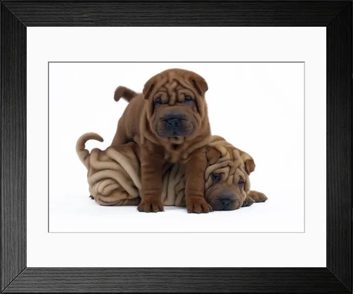 Framed Print : Picture No. 10895227 Framed Print : Picture No. 10895227