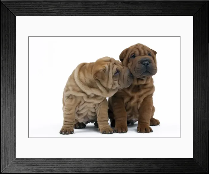 Framed Print : Picture No. 10895231 Framed Print : Picture No. 10895231