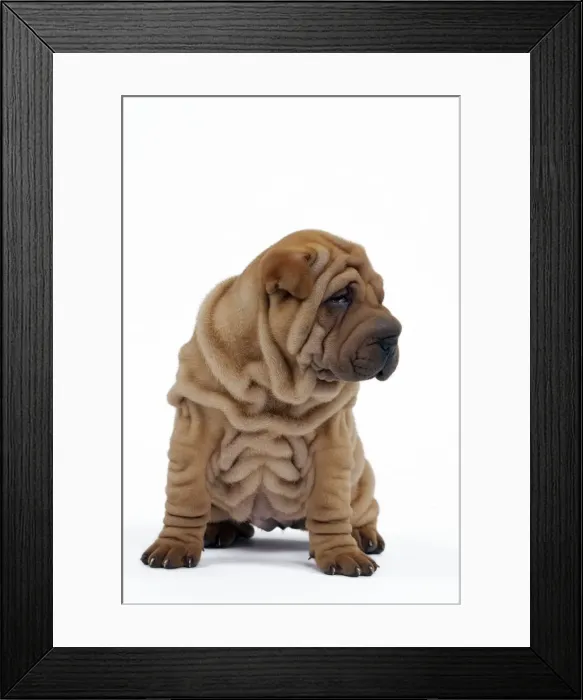 Framed Print : Picture No. 10895233 Framed Print : Picture No. 10895233