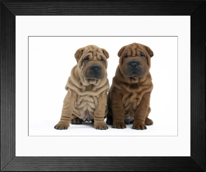 Framed Print : Picture No. 10895230 Framed Print : Picture No. 10895230