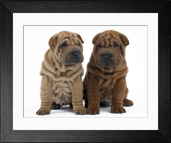 Framed Print : Picture No. 10895232 Framed Print : Picture No. 10895232