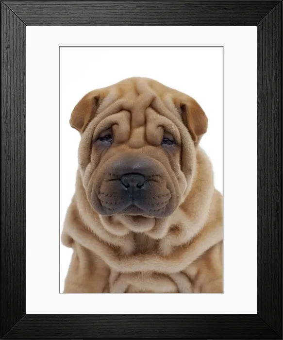Framed Print : Picture No. 10895235 Framed Print : Picture No. 10895235