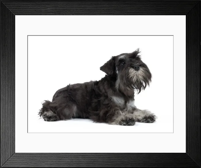 Framed Print : Picture No. 10895238 Framed Print : Picture No. 10895238