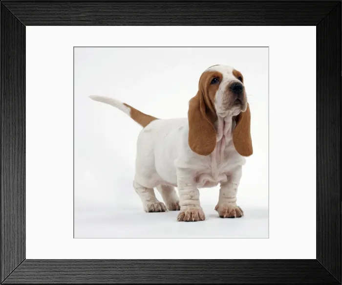 Framed Print : Picture No. 10895250 Framed Print : Picture No. 10895250