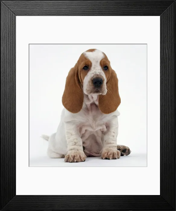 Framed Print : Picture No. 10895251 Framed Print : Picture No. 10895251
