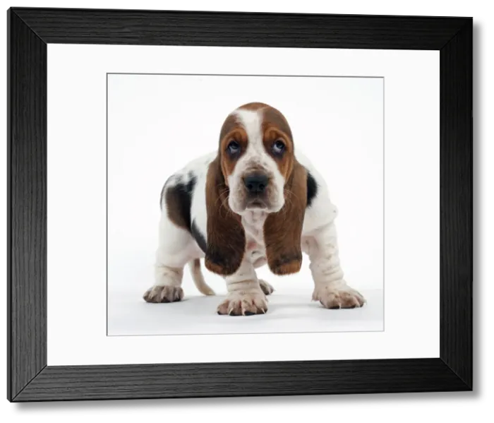 Framed Print : Picture No. 10895257 Framed Print : Picture No. 10895257