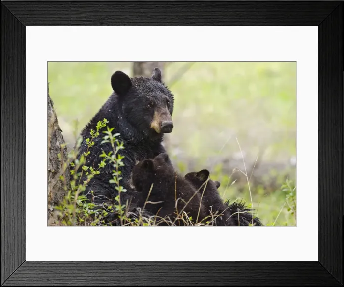 Framed Print : Picture No. 10895262 Framed Print : Picture No. 10895262