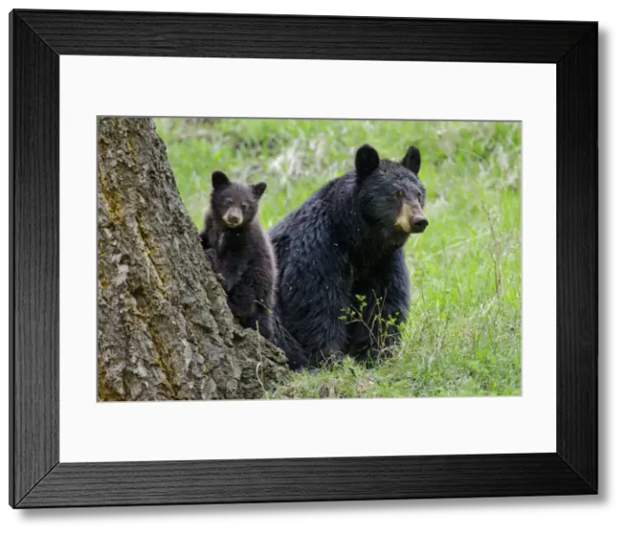 Framed Print : Picture No. 10895260 Framed Print : Picture No. 10895260