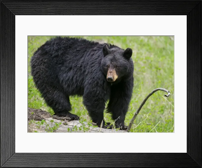 Framed Print : Picture No. 10895264