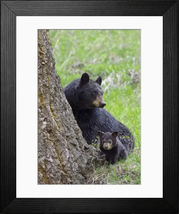 Framed Print : Picture No. 10895261