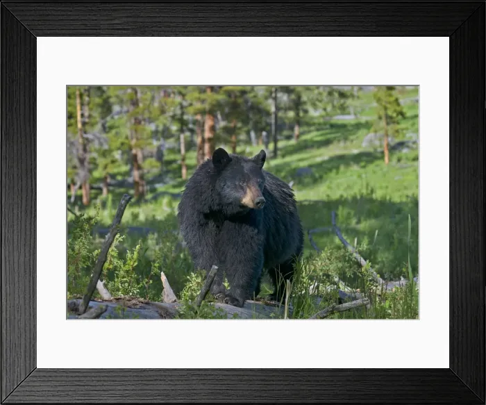 Framed Print : Picture No. 10895266 Framed Print : Picture No. 10895266