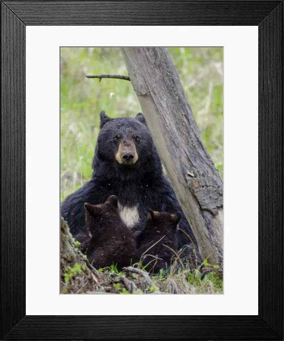 Framed Print : Picture No. 10895265 Framed Print : Picture No. 10895265