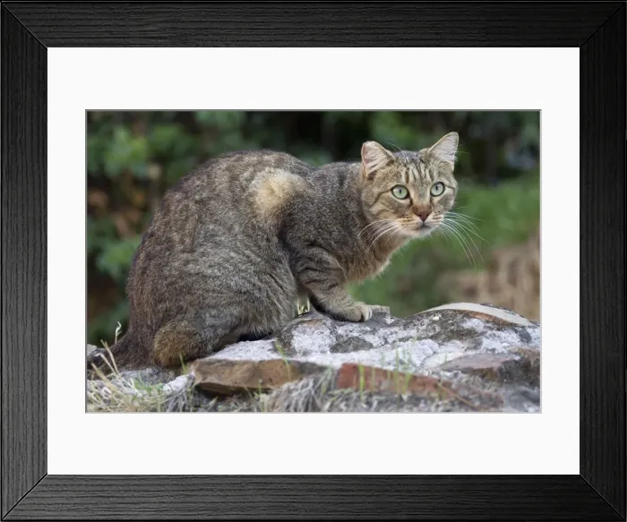 Framed Print : Picture No. 10895259 Framed Print : Picture No. 10895259