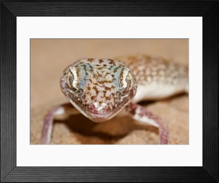 Framed Print : Picture No. 10895270 Framed Print : Picture No. 10895270