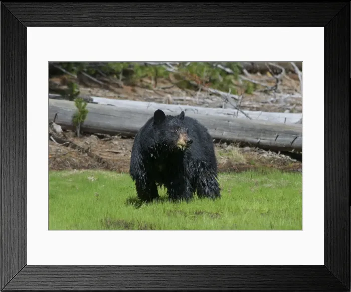 Framed Print : Picture No. 10895269 Framed Print : Picture No. 10895269