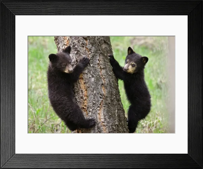 Framed Print : Picture No. 10895263 Framed Print : Picture No. 10895263
