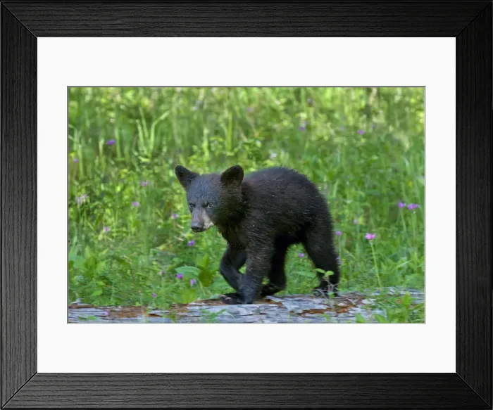 Framed Print : Picture No. 10895267 Framed Print : Picture No. 10895267