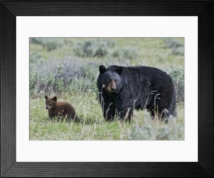 Framed Print : Picture No. 10895268 Framed Print : Picture No. 10895268