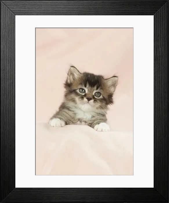 Framed Print : Picture No. 10895274 Framed Print : Picture No. 10895274
