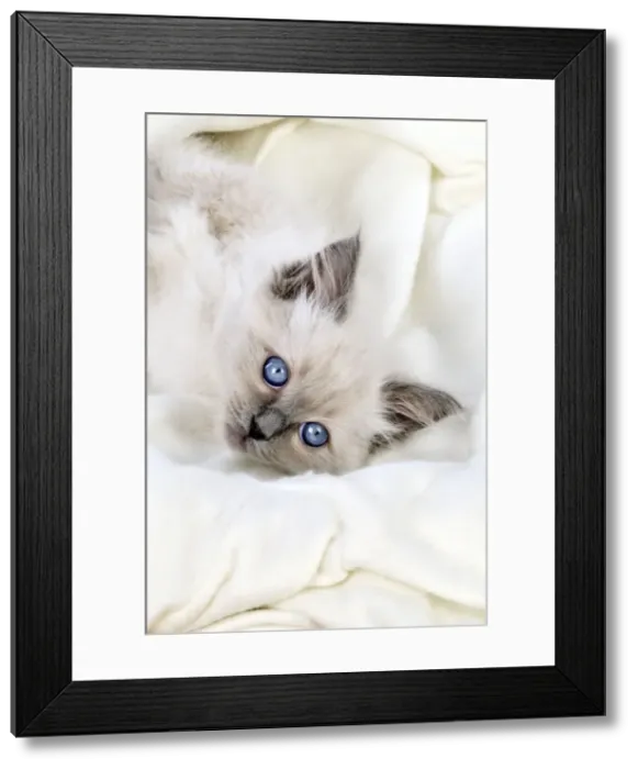 Framed Print : Picture No. 10895278 Framed Print : Picture No. 10895278