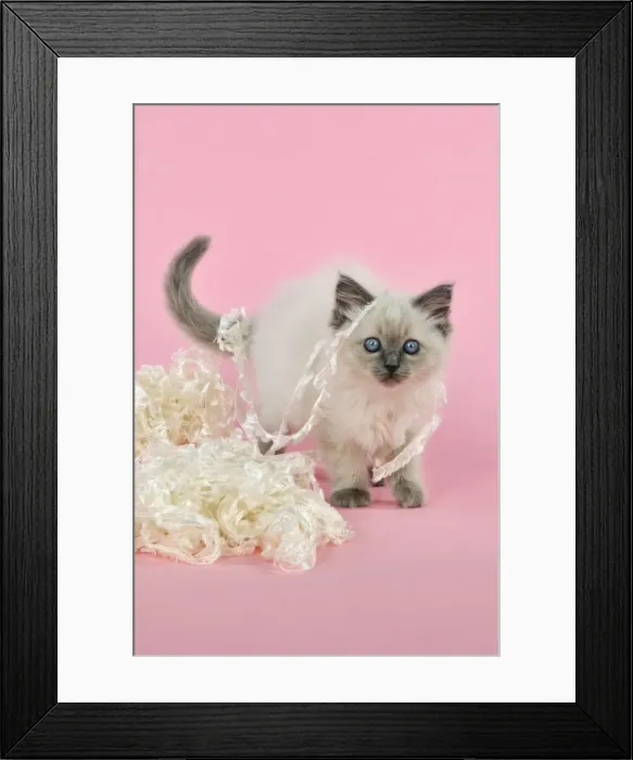 Framed Print : Picture No. 10895279 Framed Print : Picture No. 10895279