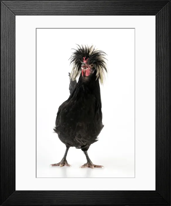 Framed Print : Picture No. 10895283 Framed Print : Picture No. 10895283