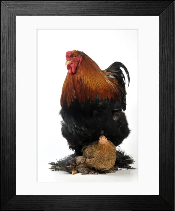 Framed Print : Picture No. 10895286 Framed Print : Picture No. 10895286