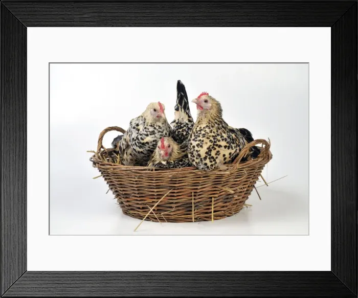 Framed Print : Picture No. 10895287 Framed Print : Picture No. 10895287