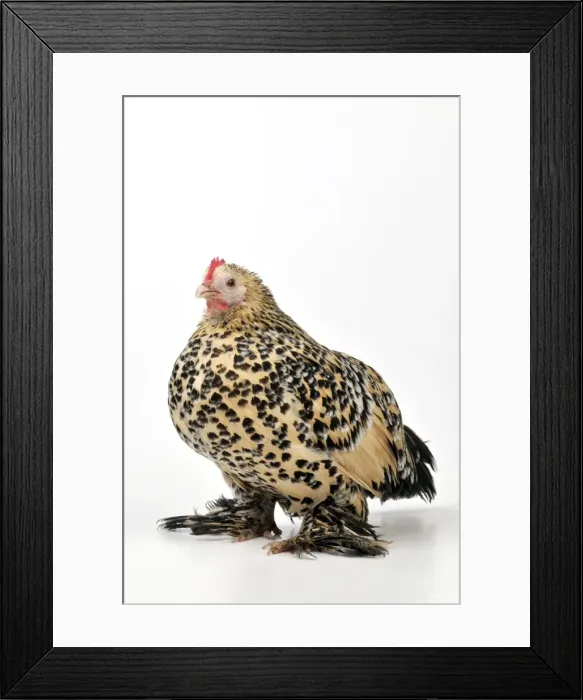 Framed Print : Picture No. 10895288 Framed Print : Picture No. 10895288