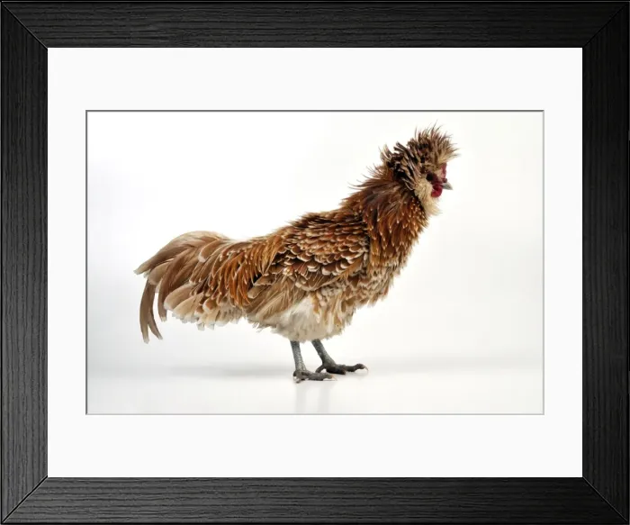 Framed Print : Picture No. 10895285 Framed Print : Picture No. 10895285