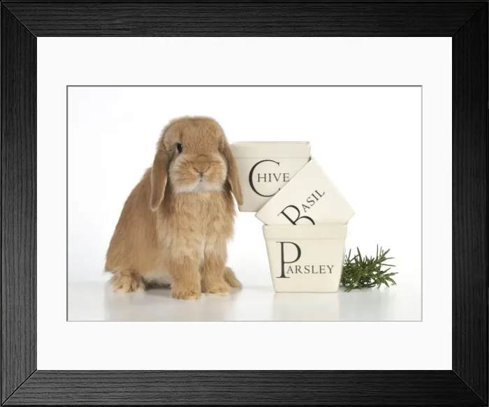 Framed Print : Picture No. 10895289 Framed Print : Picture No. 10895289