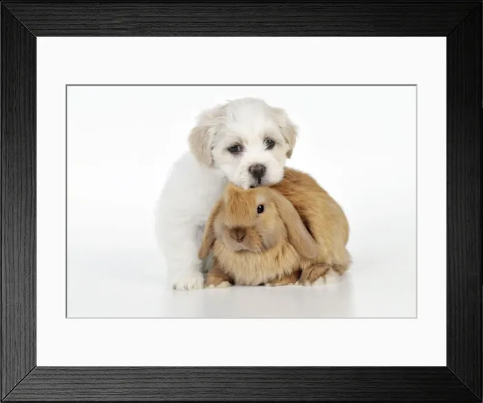 Framed Print : Picture No. 10895292 Framed Print : Picture No. 10895292