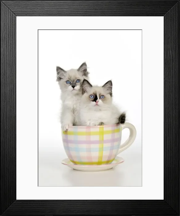 Framed Print : Picture No. 10895293 Framed Print : Picture No. 10895293