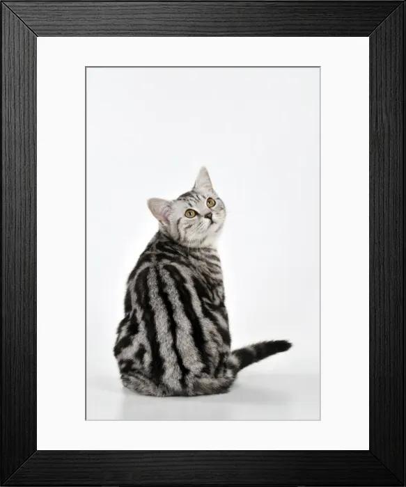 Framed Print : Picture No. 10895294 Framed Print : Picture No. 10895294