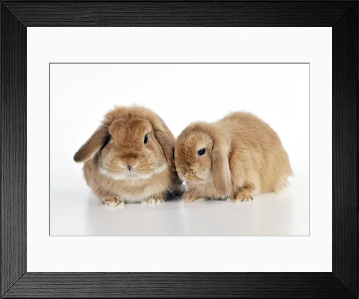 Framed Print : Picture No. 10895291 Framed Print : Picture No. 10895291