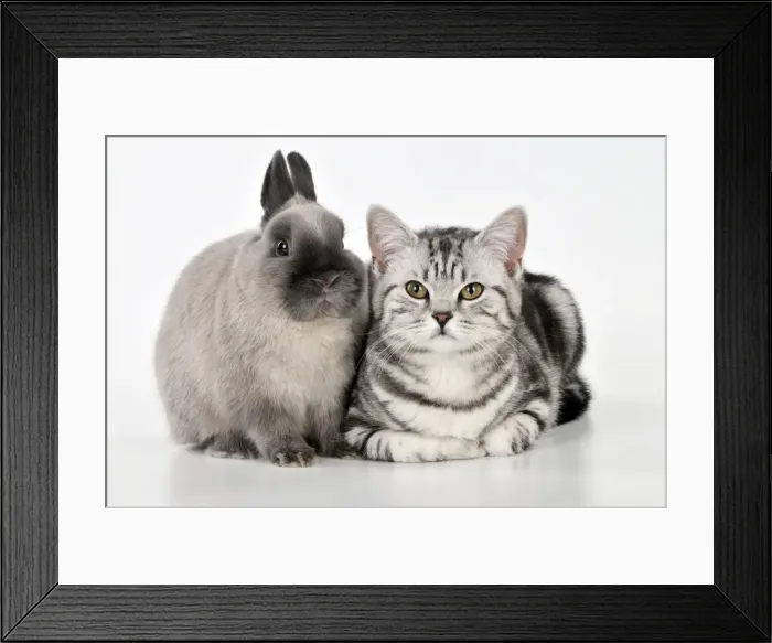 Framed Print : Picture No. 10895295 Framed Print : Picture No. 10895295