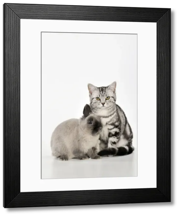 Framed Print : Picture No. 10895297 Framed Print : Picture No. 10895297