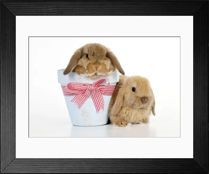 Framed Print : Picture No. 10895290 Framed Print : Picture No. 10895290