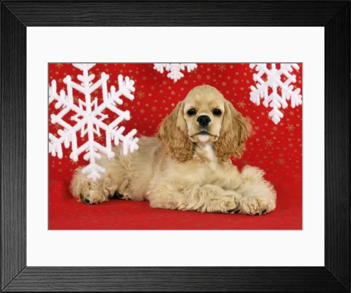 Framed Print : Picture No. 10895299