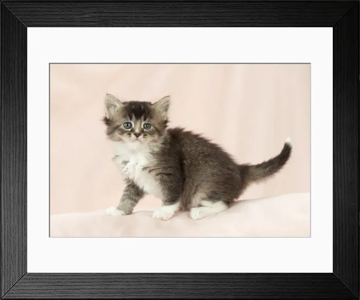 Framed Print : Picture No. 10895302 Framed Print : Picture No. 10895302