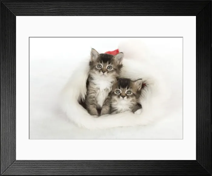 Framed Print : Picture No. 10895308