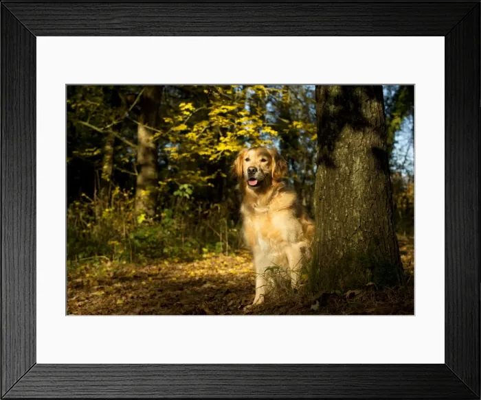 Framed Print : Picture No. 10895314 Framed Print : Picture No. 10895314